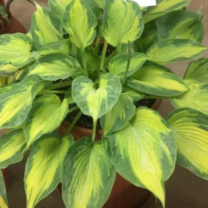 Hosta Sister Act Plant Live Outdoor Rooted 5.25" Pot Perennial Shade Variety