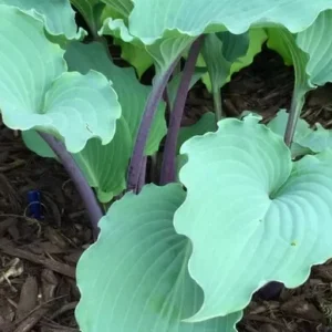 Hosta Skywriter Plant - Live Perennial Hosta - 5.25