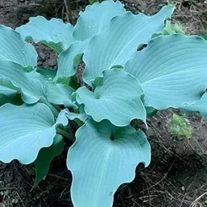 Hosta Skywriter Plant - Live Perennial Hosta - 5.25