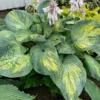 Hosta Sound of Music Plant - Live Outdoor Perennial - 5.25" Pot - Shade Garden - Variegated Leaves