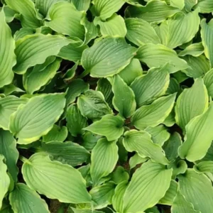 Hosta Spartacus Plant - 5.25