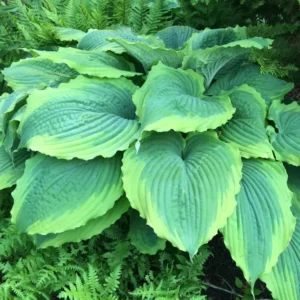 Hosta Spartacus Plant - 5.25