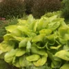 Hosta Sum and Substance Plant - 5.25" Pot - Perennial Shade Variety - Yellow Leaves