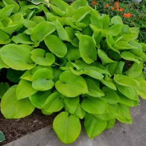 Hosta Sum and Substance Plant - 5.25
