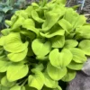 Hosta Sun Mouse Live Plant - 5.25" Pot - Perennial Shade Plant - Mini Hosta