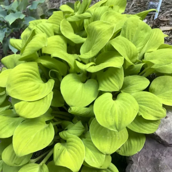 Hosta Sun Mouse Live Plant - 5.25" Pot - Perennial Shade Plant - Mini Hosta
