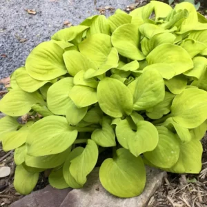 Hosta Sun Mouse Live Plant - 5.25