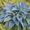 Hosta Tears In Heaven Plant - Live Hosta - 5.25" Pot - Blue Weeping Shade Perennial