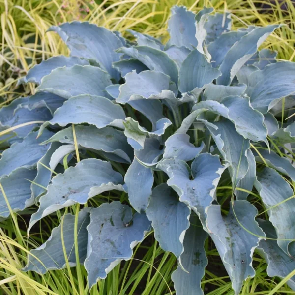 Hosta Tears In Heaven Plant - Live Hosta - 5.25" Pot - Blue Weeping Shade Perennial