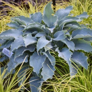 Hosta Tears In Heaven Plant - Live Hosta - 5.25