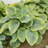 Hosta Terms of Endearment Plant - 5.25" Potted Live Hosta - Green & White Perennial