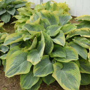 Hosta Terms of Endearment Plant - 5.25