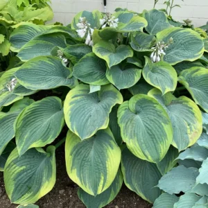 Hosta Terms of Endearment Plant - 5.25