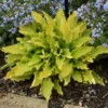 Hosta Time In A Bottle Plant - 5.25" Potted Live Hosta - Perennial Shade Plant with Unusual Flowers