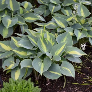 Hosta Touch Of Class Live Plant - 5.25