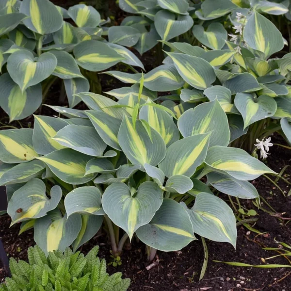 Hosta Touch Of Class Live Plant - 5.25" Potted Perennial Shade Plant June Sport