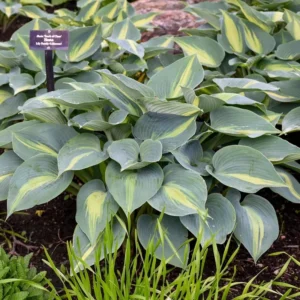Hosta Touch Of Class Live Plant - 5.25