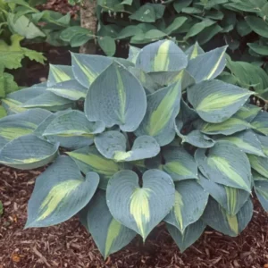Hosta Touch Of Class Live Plant - 5.25