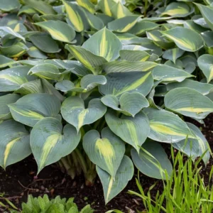 Hosta Touch Of Class Live Plant - 5.25