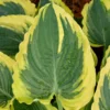 Hosta Trendsetter Plant - Live Hosta in 5.25" Pot - Outdoor Perennial Shade Plant
