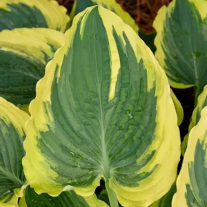 Hosta Trendsetter Plant - Live Hosta in 5.25