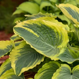 Hosta Trendsetter Plant - Live Hosta in 5.25