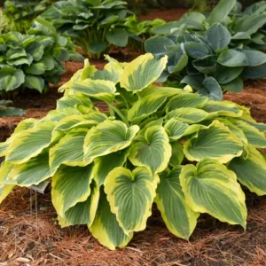 Hosta Trendsetter Plant - Live Hosta in 5.25