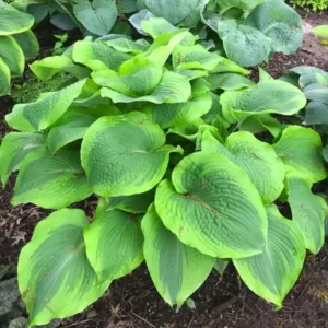 Hosta Twin Cities Live Plant 5.25" Pot - Unusual Perennial Shade Plant