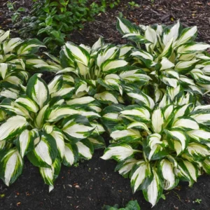 Hosta Vulcan Live Plant - 5.25
