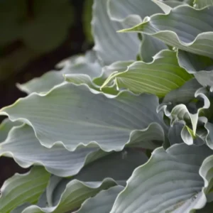 Hosta Waterslide Plant - Live Outdoor Hosta - 5.25