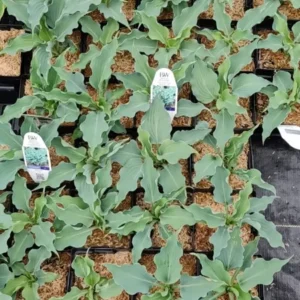 Hosta Waterslide Plant - Live Outdoor Hosta - 5.25