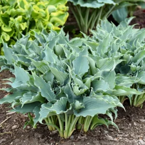 Hosta Waterslide Plant - Live Outdoor Hosta - 5.25