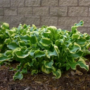 Hosta Wheee Live Plant - 5.25