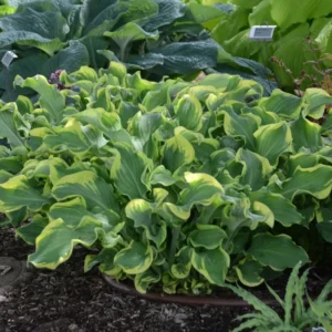 Hosta Wheee Live Plant - 5.25