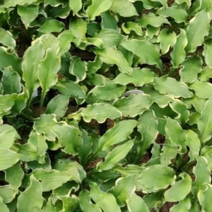 Hosta Wheee Live Plant - 5.25