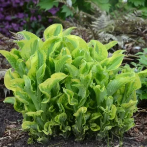 Hosta Wheee Live Plant - 5.25