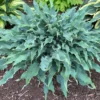 Hosta Wild Imagination Plant - 5.25" Pot - Perennial Shade Plant - Colorful Hosta