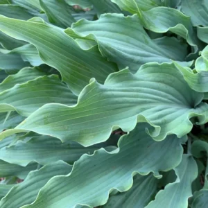Hosta Wild Imagination Plant - 5.25