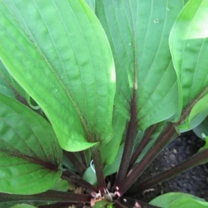 Hosta Wisconsin Red Plant Live Outdoor 5.25" Pot Perennial Shade