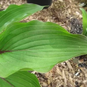 Hosta Wisconsin Red Plant Live Outdoor 5.25