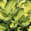 Hosta World Cup Plant - Live Outdoor Perennial - 5.25" Pot - 2018 Hosta of the Year - Green & White