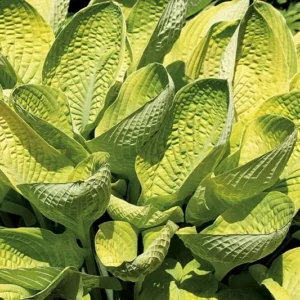 Hosta World Cup Plant - Live Outdoor Perennial - 5.25" Pot - 2018 Hosta of the Year - Green & White