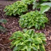 Hosta Wrinkle in Time Plant - Live Hosta - 5.25" Pot - Green & White - Perennial