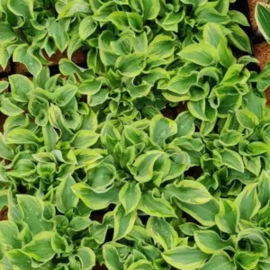 Hosta Wrinkle in Time Plant - Live Hosta - 5.25