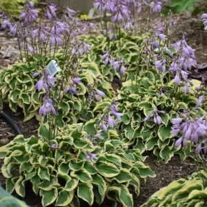 Hosta Wrinkle in Time Plant - Live Hosta - 5.25