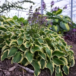 Hosta Wrinkle in Time Plant - Live Hosta - 5.25