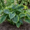 Hosta Wu-La-La Plant - 5.25" Pot - Live Hosta Perennial - Green & White
