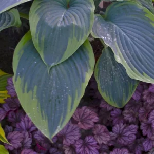 Hosta Wu-La-La Plant - 5.25