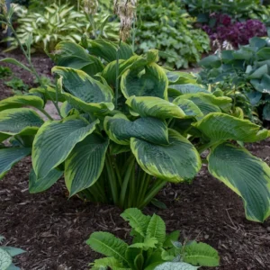 Hosta Wu-La-La Plant - 5.25