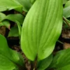 Hosta Xcuse Me Perennial Plant 5.25" Pot - Red Stem Hosta